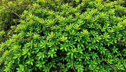 Obraz premium Dense, sprawling bush with vibrant green leaves and interwoven branches, organic, leaves