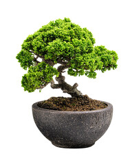 A mini bonsai tree with an emerald-green canopy and twisted trunk in a charcoal ceramic pot, isolated on transparent background.

