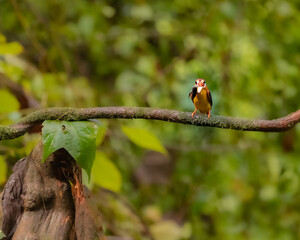 Oriental Dwarf Kingfisher