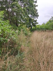 A narrow, barely visible path through tall, yellowed grass, a tall green tree, bushes, and a gray sky.