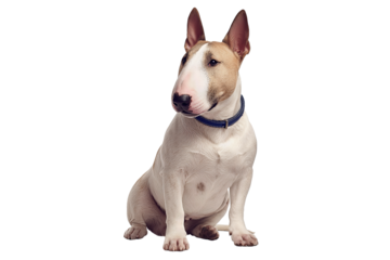 A seated bull terrier with a smooth white coat and light brindle patches, head slightly tilted, wearing a simple navy collar, isolated on transparent background.
