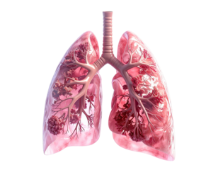 Detailed, translucent anatomical illustration of a human respiratory system. 