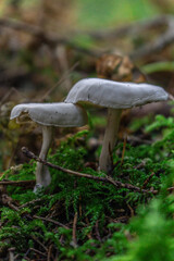 Golden-orange mushrooms grow from a decaying log in a serene forest setting. The textured fungi contrast beautifully against the rough bark, while tall trees in the blurred background add depth..