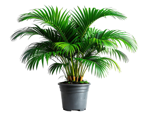 Lush green palm tree in dark gray pot