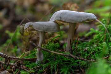 Golden-orange mushrooms grow from a decaying log in a serene forest setting. The textured fungi contrast beautifully against the rough bark, while tall trees in the blurred background add depth..