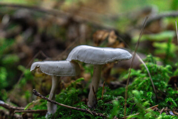 Golden-orange mushrooms grow from a decaying log in a serene forest setting. The textured fungi contrast beautifully against the rough bark, while tall trees in the blurred background add depth..