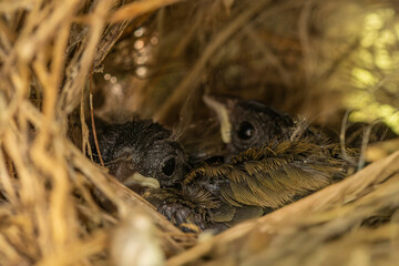 Animal themes: Chick birds, probably a type of sparrow or finch in the nest