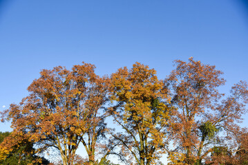 Carya illinoinensis trees against a blue background
