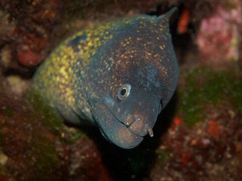Murena