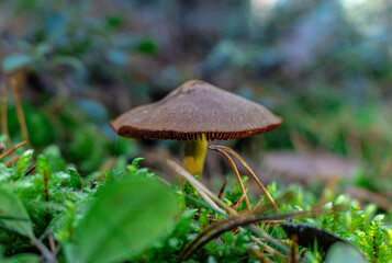 Golden-orange mushrooms grow from a decaying log in a serene forest setting. The textured fungi contrast beautifully against the rough bark, while tall trees in the blurred background add depth..