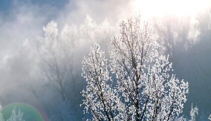 Winter Trees Sparkling in Sunlight with Misty Background