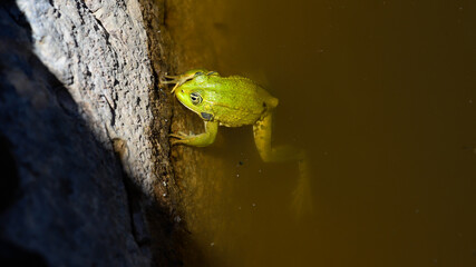 grenouille verte