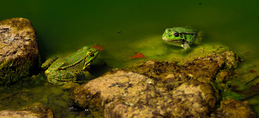 grenouille verte