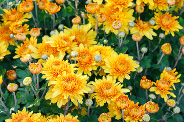 Close up, macro of beautiful yellow korean garden chrysanthemum flowers in full autumn bloom, in fall garden, creating bright seasonal floral background, wallpaper