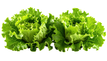 Two heads of crisp, vibrant green leaf lettuce, close-up