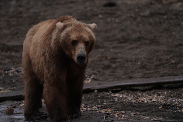 Obraz premium Brown Bear