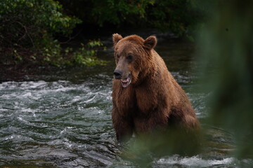 Fototapeta premium Brown Bear