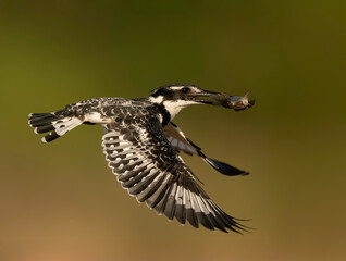 Pied Kingfisher in flight with fish (Ceryle rudis), taken in South Africa