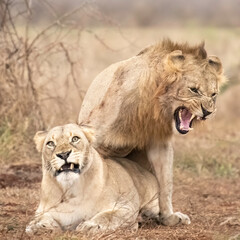 African Lion's mating in South Africa