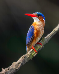 Malachite Kingfisher (Corythornis cristatus), South Africa