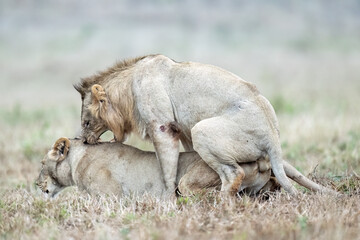 African Lion's (Panthera) copulating 