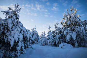 snow covered trees