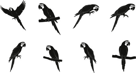 Set of black parrot bird silhouettes in various poses, flying, perched, expressive tropical wildlife vector for design and decoration