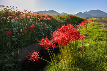 彼岸花・9月・三重県