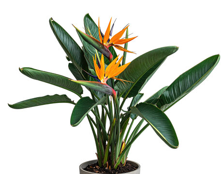 Bird of Paradise plant in pot, vibrant orange flowers