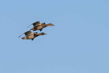 Pair of mallard ducks in flight.