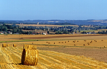 Triticum vulgare, Blé, Bottes de paille de blé. La Puisaye, 89, Yonne, France