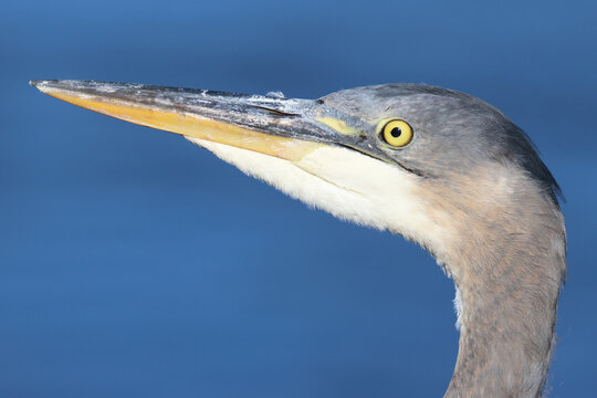 Head of a Great Blue Heron, closeup, in profile with long beak and yellow eye, blue background.