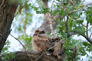 Great horn Owl