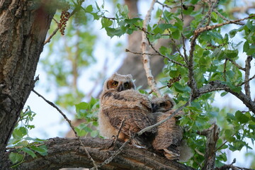 Great horn Owl