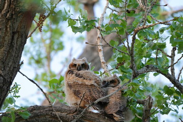Great horn Owl