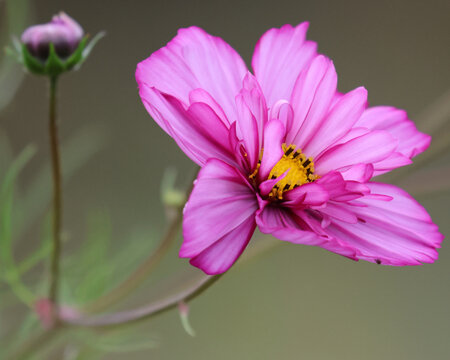 Pink cosmos flower in bloom