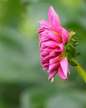 Closeup of a pink dahlia flower facing sideways, green background.