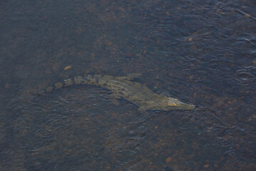 Nile Crocodile (Crocodylus niloticu) in a river. Taken in Kruger National Park, South Africa.