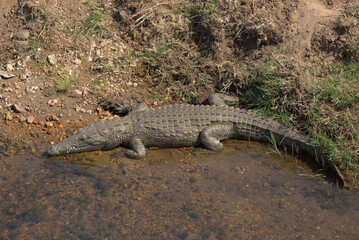 Nile Crocodile (Crocodylus niloticu) on the bank of a river. Taken in Kruger National Park, South Africa.