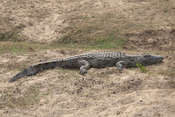 Nile Crocodile (Crocodylus niloticu) on the bank of a river. Taken in Kruger National Park, South Africa.