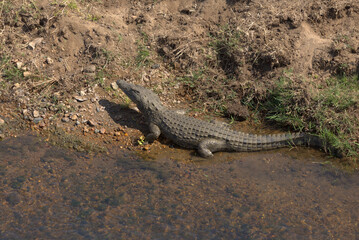Nile Crocodile (Crocodylus niloticu) on the bank of a river. Taken in Kruger National Park, South Africa.
