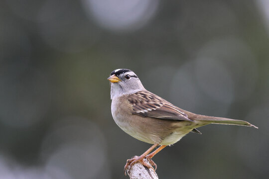 White-crowned sparrow, perched, in profile with head turned toward the viewer