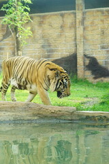 A magnificent Sumatran tiger, a critically endangered species, walking along the edge of a water moat in its zoo enclosure. This powerful big cat is a symbol of wildlife conservation.