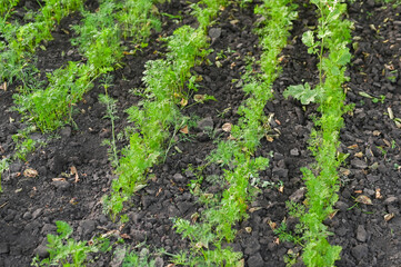 Carrot seedlings with tender green leaves growing in straight rows on dark soil, natural farming crop isolated in outdoor rural garden environment. Young carrot plants sprouting in vegetable bed