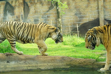 A magnificent Sumatran tiger, a critically endangered species, walking along the edge of a water moat in its zoo enclosure. This powerful big cat is a symbol of wildlife conservation.