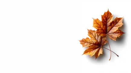 Two dried maple leaves on white background, autumn banner with space for text on white background.