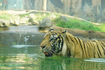 A magnificent Sumatran tiger, a critically endangered species, walking along the edge of a water moat in its zoo enclosure. This powerful big cat is a symbol of wildlife conservation.