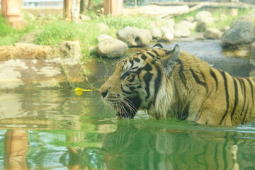 A magnificent Sumatran tiger, a critically endangered species, walking along the edge of a water...