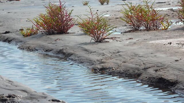 Common glasswort Salicornia europaea, succulent plant grows on salty mud on the shore