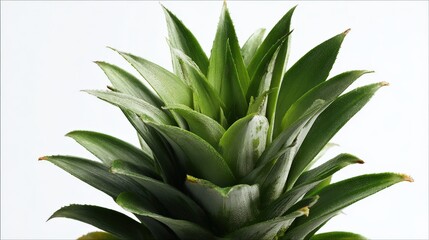Close up image of fresh green pineapple leaves on a white background